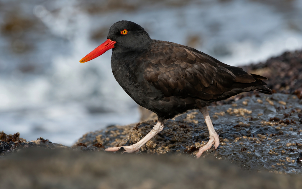 Blackish Oystercatcher photo