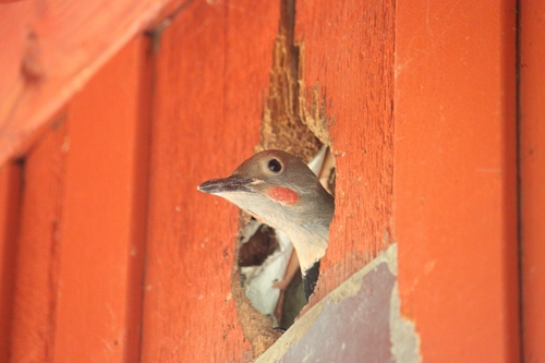 iNaturalist observation photo of Northern Flicker