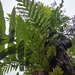 Drynaria quercifolia - Photo (c) Utain Pummarin, todos los derechos reservados, subido por Utain Pummarin