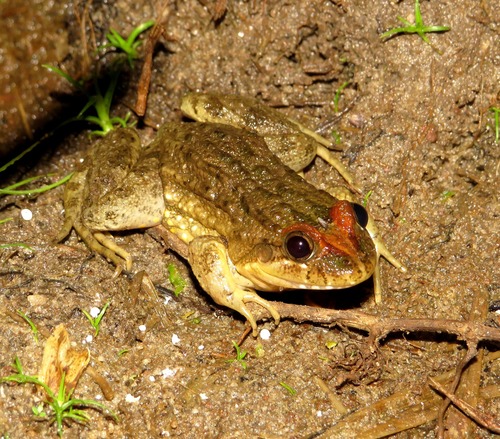 Ceara White-lipped Frog
