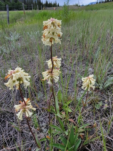 Penstemon confertus Douglas