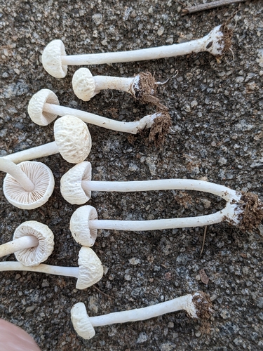 Agrocybe retigera