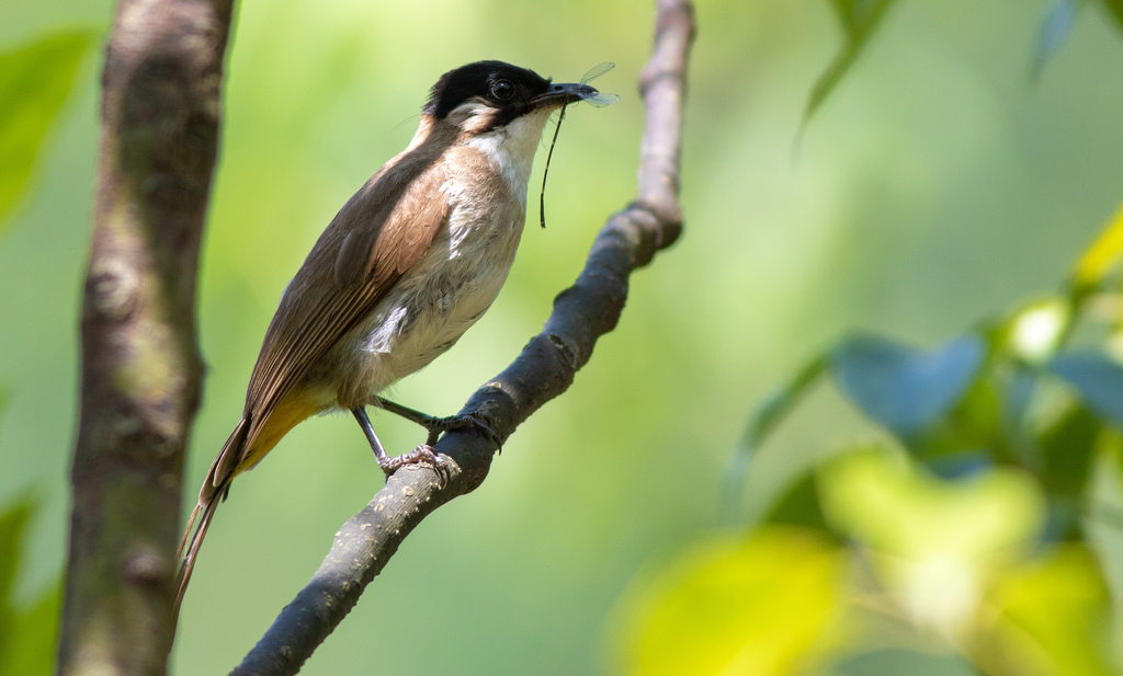 Brown-breasted Bulbul (Pycnonotus xanthorrhous) photo
