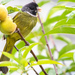 Collared Finchbill - Photo (c) Scott Simmons, all rights reserved, uploaded by Scott Simmons