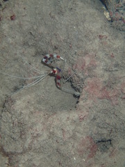 Image of Stenopus hispidus