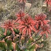 Spotted Aloe - Photo (c) rosshawkins, all rights reserved