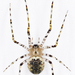 Platnickina maculata - Photo (c) kunag-ping_yu, כל הזכויות שמורות, הועלה על ידי kunag-ping_yu