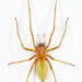 Long-legged Sac Spiders - Photo (c) kunag-ping_yu, all rights reserved, uploaded by kunag-ping_yu