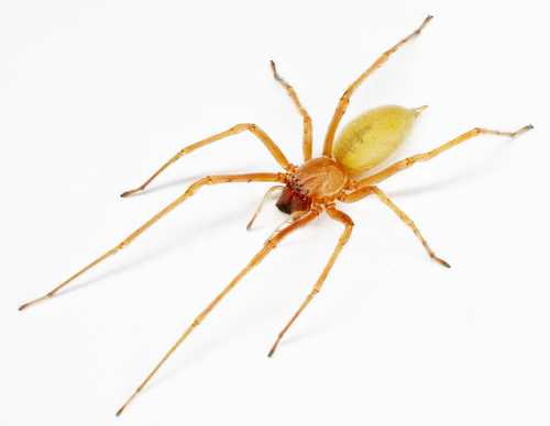 Longlegged Sac Spiders (Genus Cheiracanthium) · iNaturalist