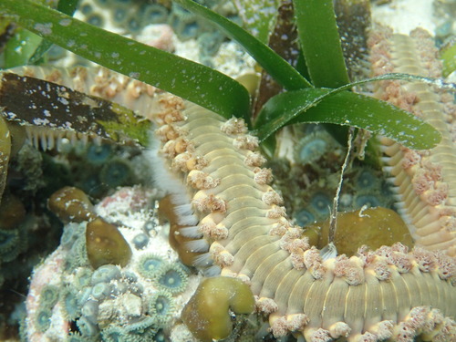 Polychaeta image