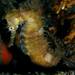 Observation photo