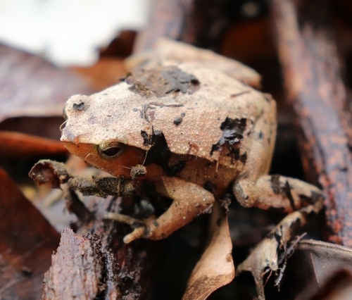 Philippine Sticky Frog