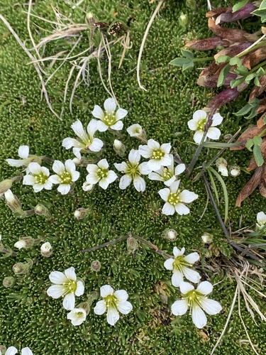 alpine sandwort