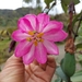 Passiflora cumbalensis goudotiana - Photo (c) Daniel Mesa, todos los derechos reservados, subido por Daniel Mesa