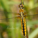 Wide-bellied Skimmer - Photo (c) biolin36, all rights reserved, uploaded by biolin36