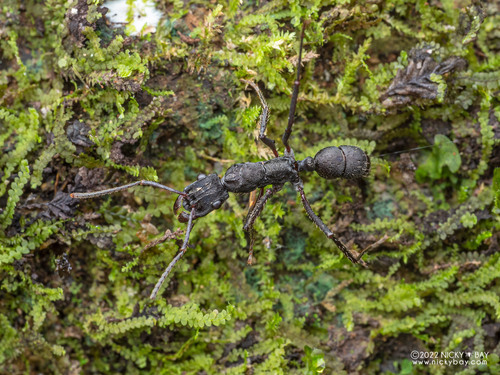 Ectatomma lugensEctatomma lugens