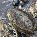 Sea Mouse - Photo (c) steg, all rights reserved