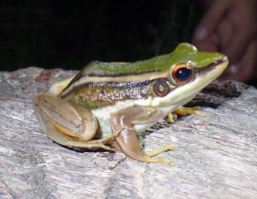 Green Paddy Frog