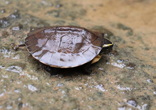 Philippine Box Turtle