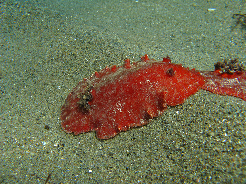 Platydoris argo
