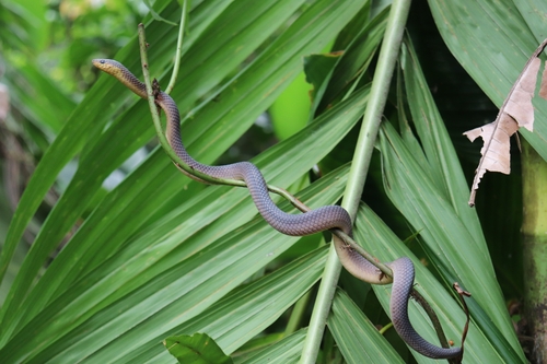Philippine Shrub Snake
