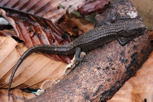 Spiny Waterside Skink