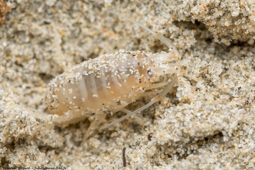 Talitrus saltator (Montagu, 1808)