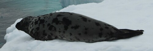 Hooded Seal