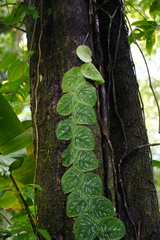 Monstera tuberculata image