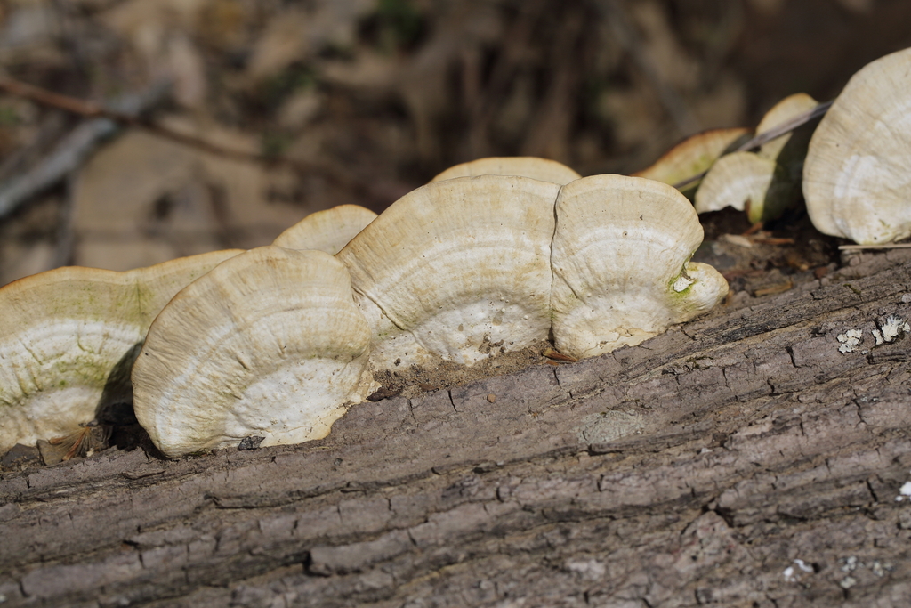 Deer-colored Trametes from Bullitt County, KY, USA on April 24, 2022 at ...