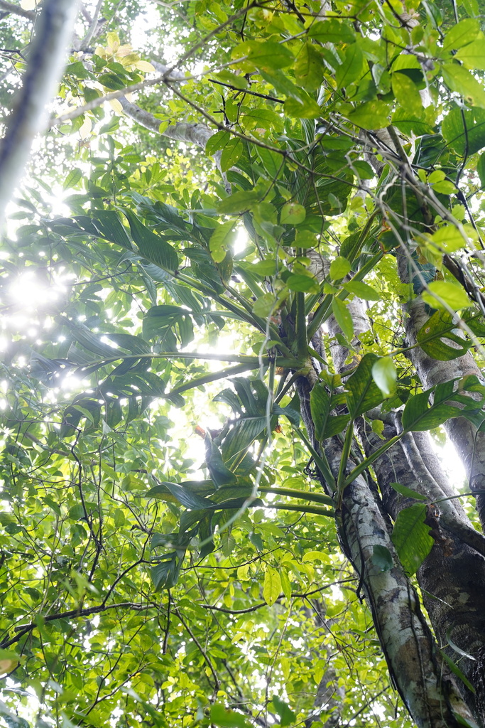 Monstera standleyana