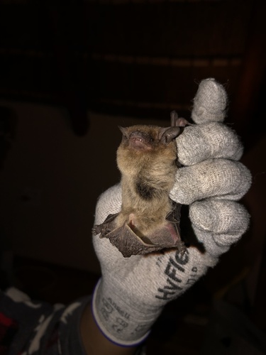 Long-tailed Serotine (Cnephaeus hottentotus) — Data Deficient Mammalia