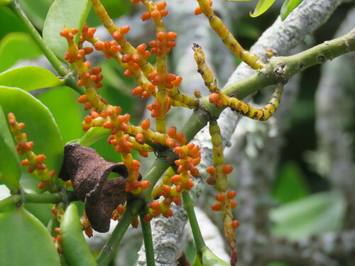Phoradendron piperoides