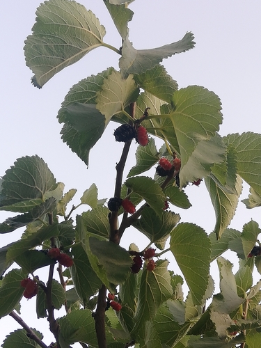 black mulberry