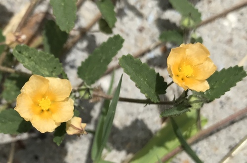 spreading fanpetals (Sida abutifolia)