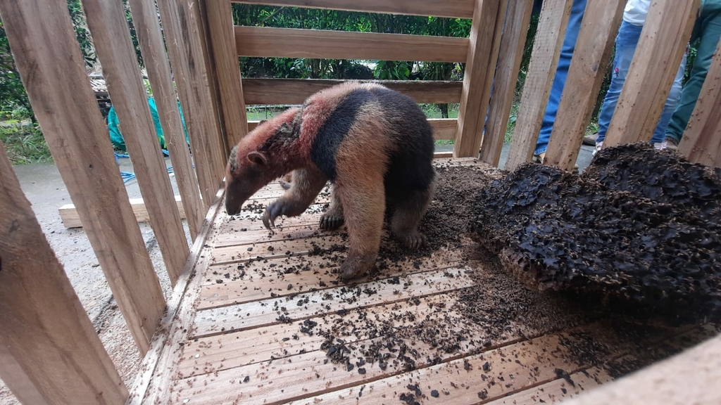 Northern Tamandua from P6MF+J7C, Siuna, Nicaragua on July 13, 2022 by ...