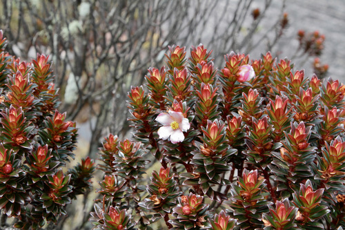 Bonnetia roraimae