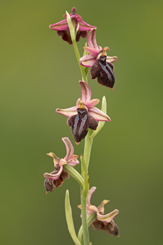 Ophrys sphegodes spruneri