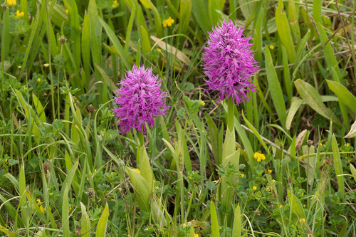 Orchis italica