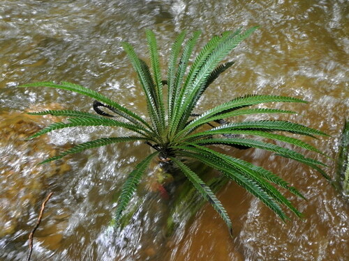 Blechnum obtusatum