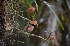 Epidendrum arevaloi image