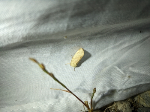 iNaturalist observation photo of Owlet Moths and Allies