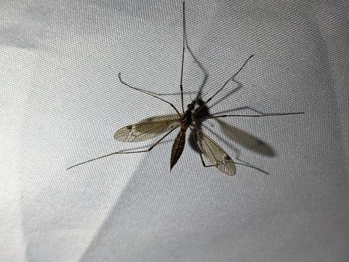 iNaturalist observation photo of Common Crane Flies
