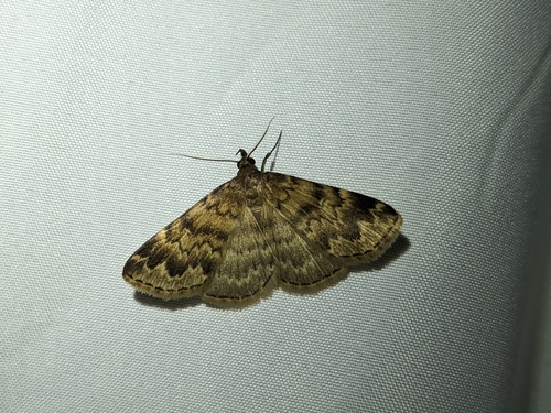 iNaturalist observation photo of Idia occidentalis