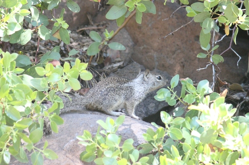 iNaturalist observation photo of California Ground Squirrel