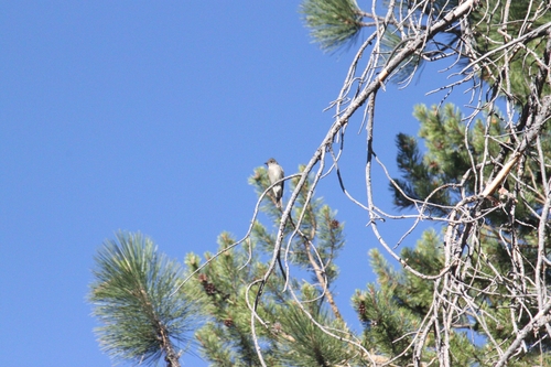iNaturalist observation photo of Western Wood-Pewee