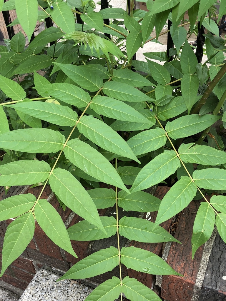 Ailanthus altissima