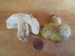Russula claroflava image