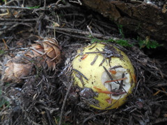 Russula claroflava image