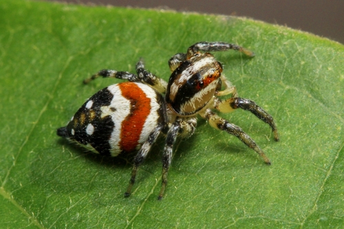 Nycerella delecta